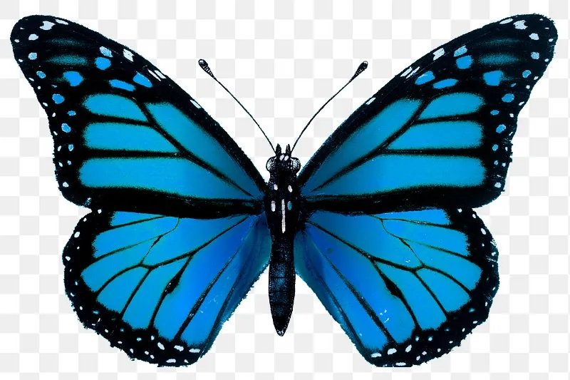 butter fly.webp