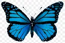 butter fly.webp